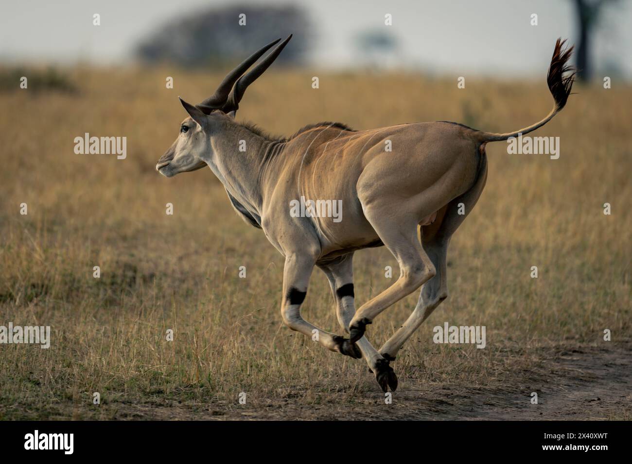 Eland comune maschile (Taurotragus oryx) galoppante attraverso la pista sterrata nel Parco Nazionale del Serengeti; Tanzania Foto Stock