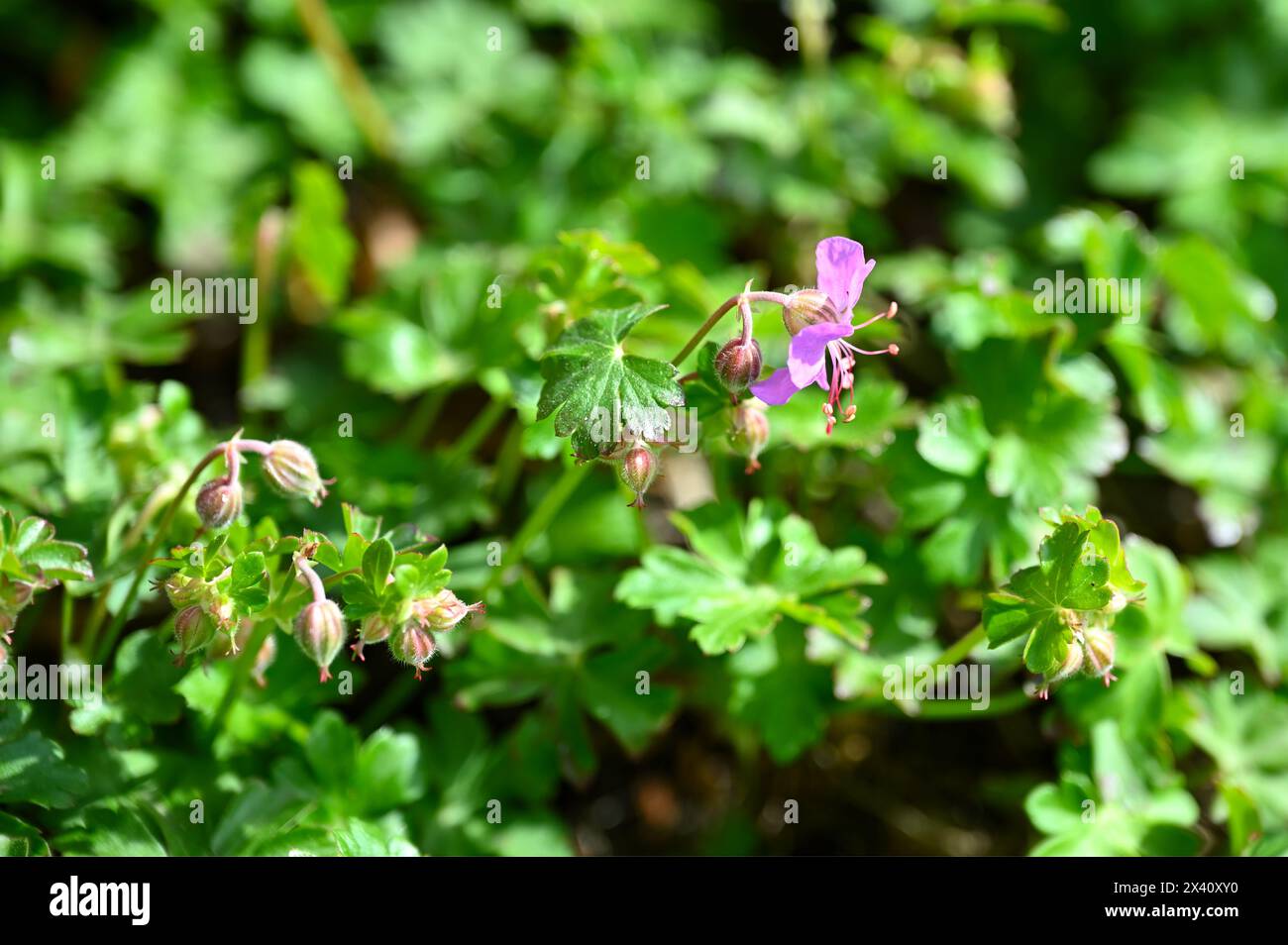 Delicati fiori primaverili rosa di Geranio x cantabrigiense nel giardino inglese di aprile Foto Stock