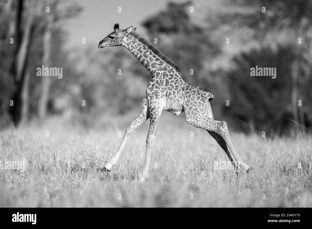 Monocromatico di una giraffa masai giovanile (Giraffa tippelskirchi) al galoppo attraverso la radura nel Parco Nazionale del Serengeti; Tanzania Foto Stock