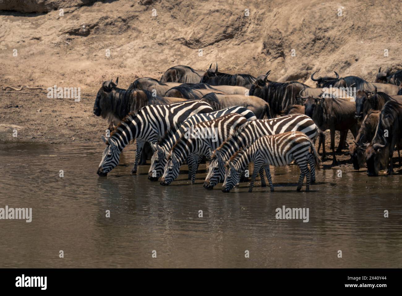 Zebra delle pianure (Equus quagga) e GNU blu (Connochaetes taurinus) che bevono insieme nel Parco Nazionale del Serengeti; Tanzania Foto Stock