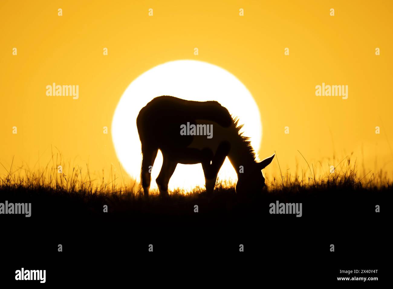 La zebra delle pianure (Equus quagga) pascolava all'orizzonte all'alba nel Parco Nazionale del Serengeti; Tanzania Foto Stock
