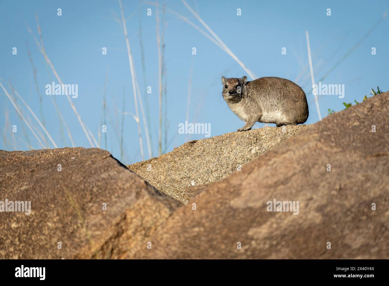 Rock hyrax (Procavia capensis) su kopje guarda verso la telecamera nel Serengeti National Park; Tanzania Foto Stock