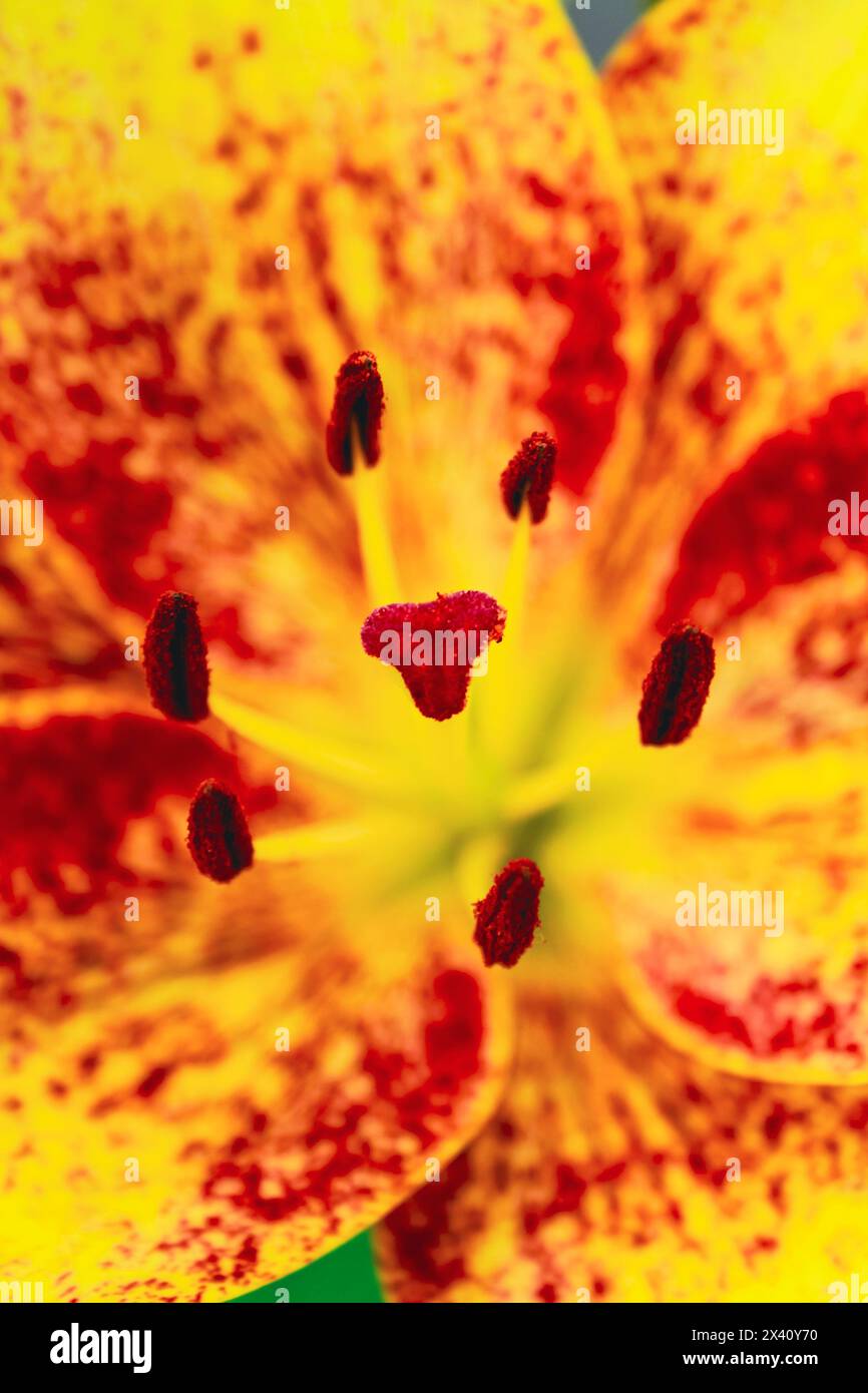 giglio rosso giallo macro Foto Stock