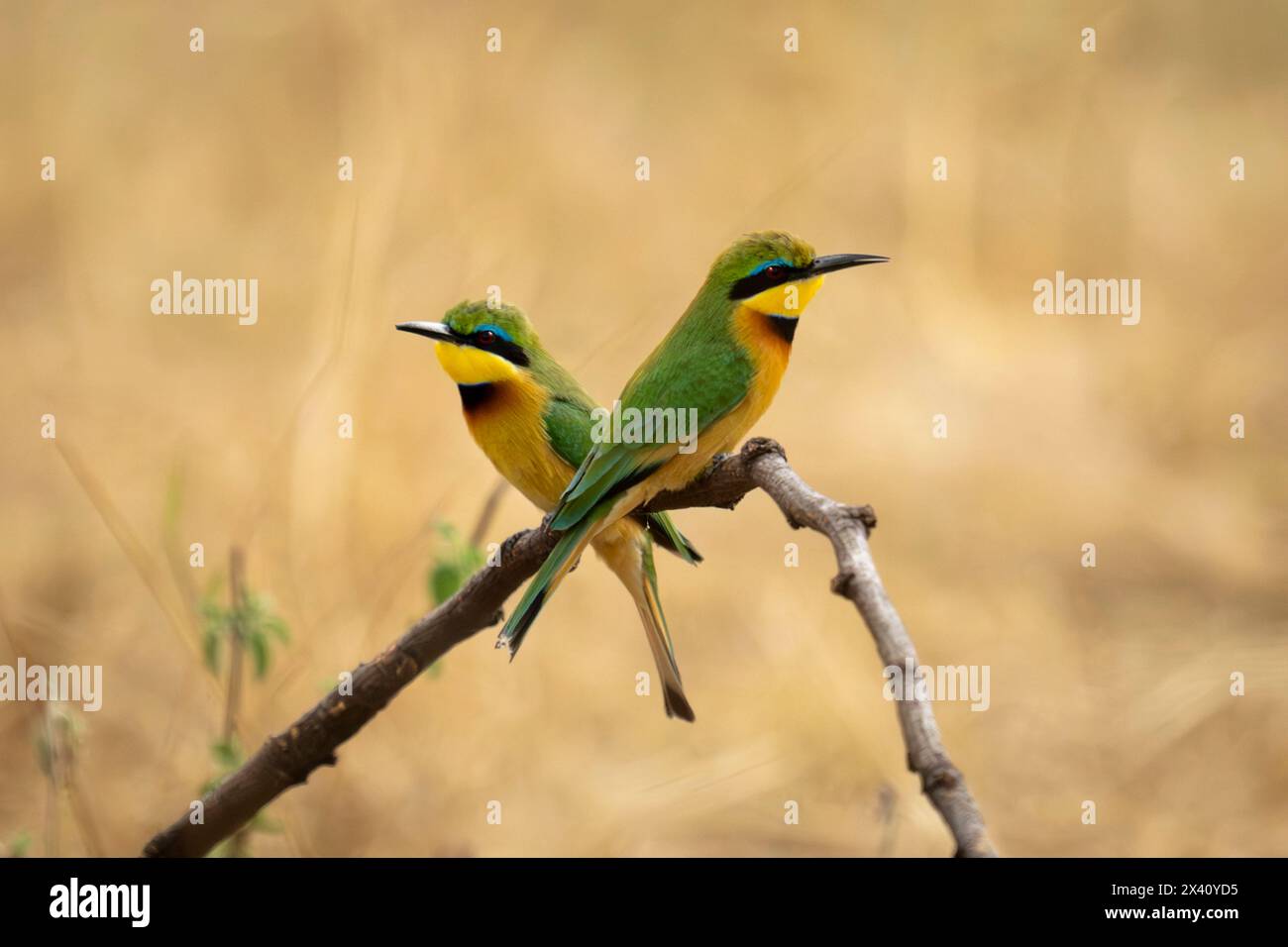 Due piccoli apicoltori (Merops pusillus) si trovano in direzioni opposte nel Parco Nazionale del Serengeti; Tanzania Foto Stock