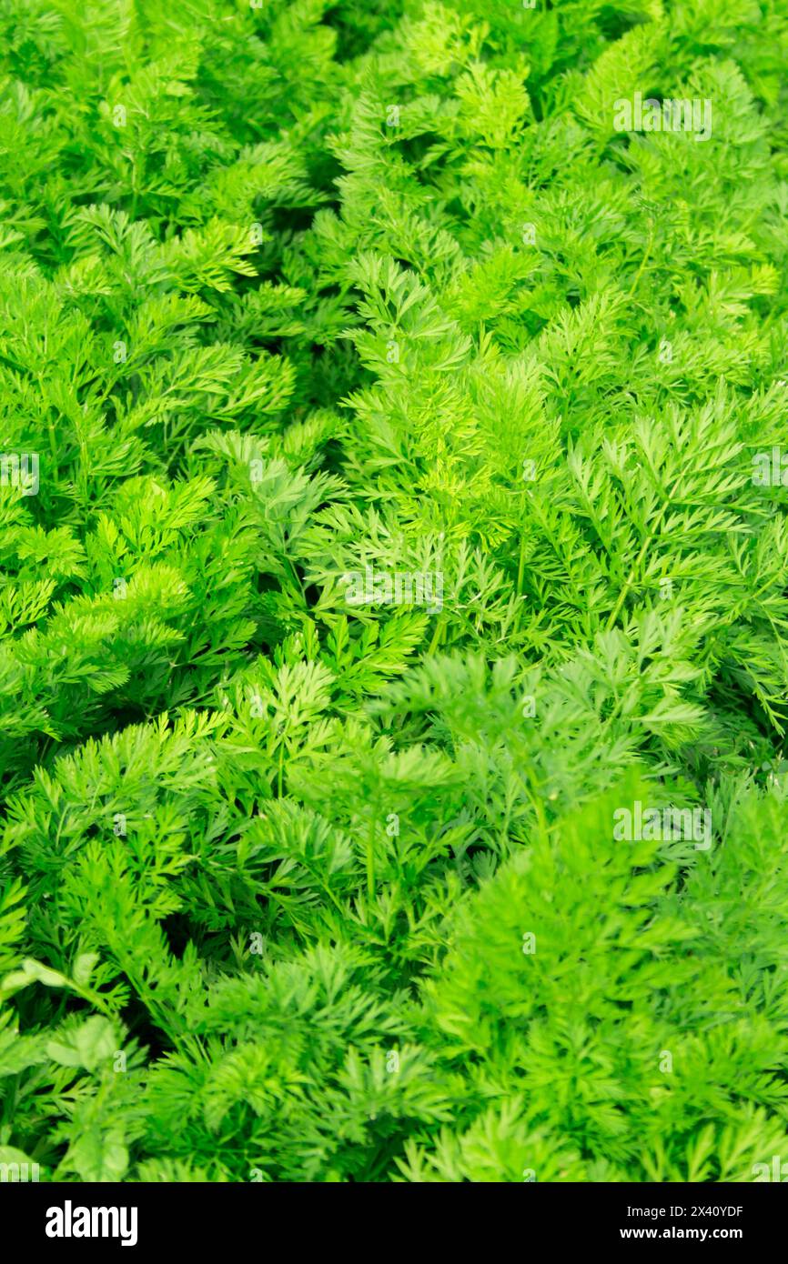vista delle foglie verdi di carote Foto Stock