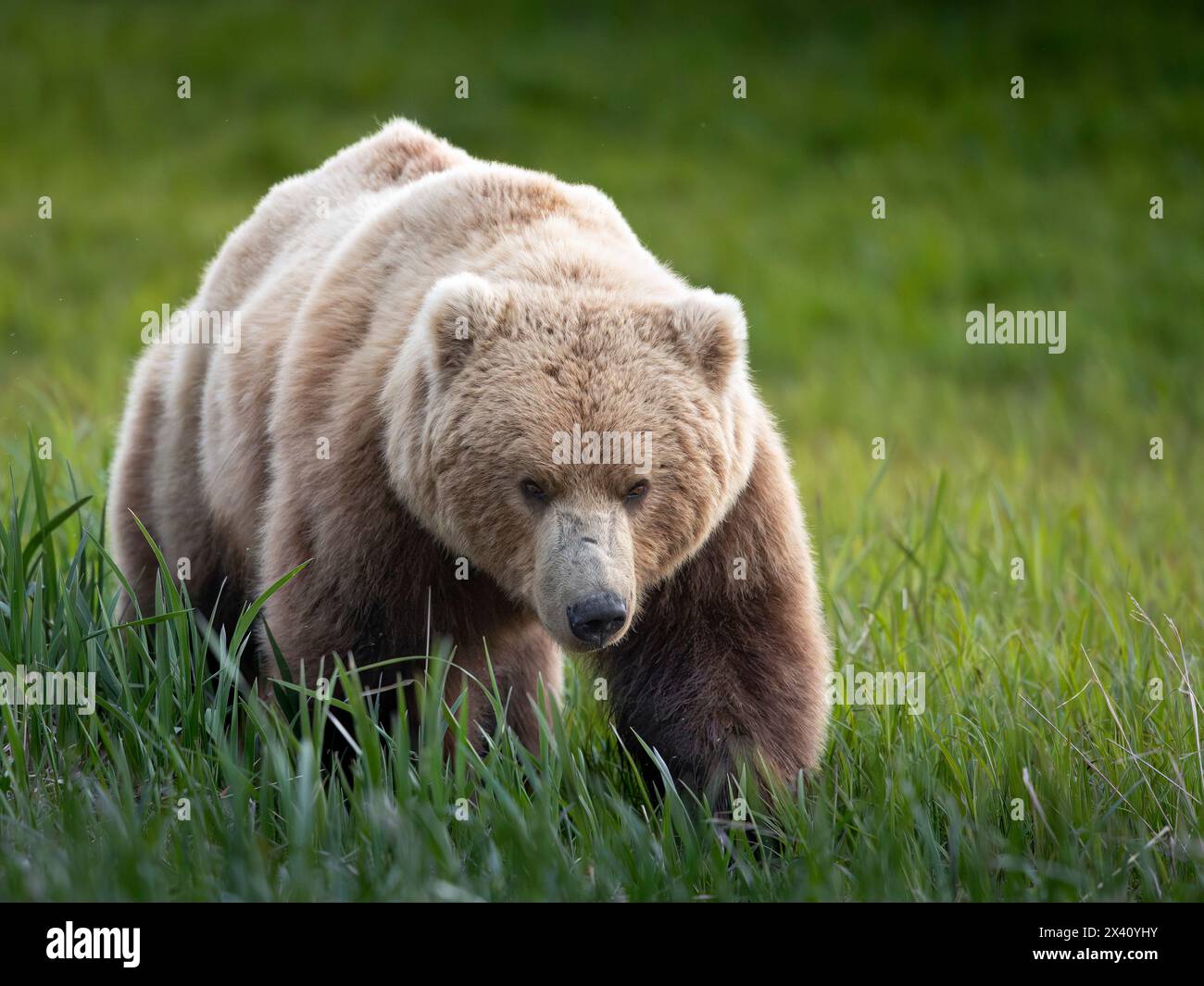 L'orso bruno (Ursus arctos) cammina attraverso un pianoro vicino al fiume McNeil, nel sud-ovest dell'Alaska. I seghetti sono sorprendentemente ricchi di proteine e sono un favore... Foto Stock