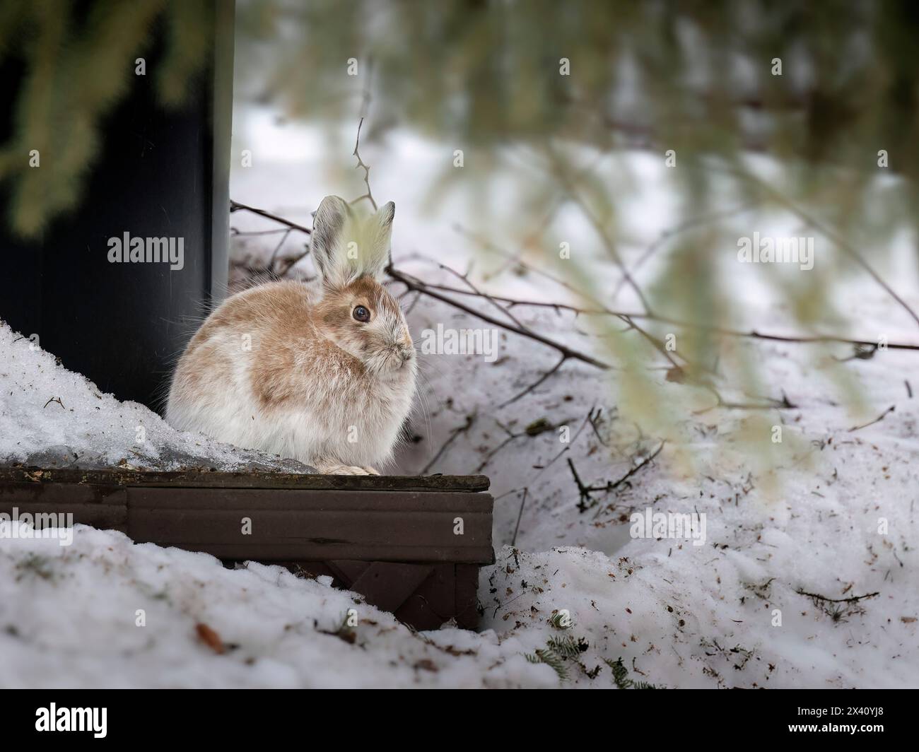 In una mite giornata di aprile nell'Alaska centro-meridionale, una lepre con racchette da neve (Lepus americanus), il suo cappotto sta passando dal bianco invernale alla fronte estiva... Foto Stock