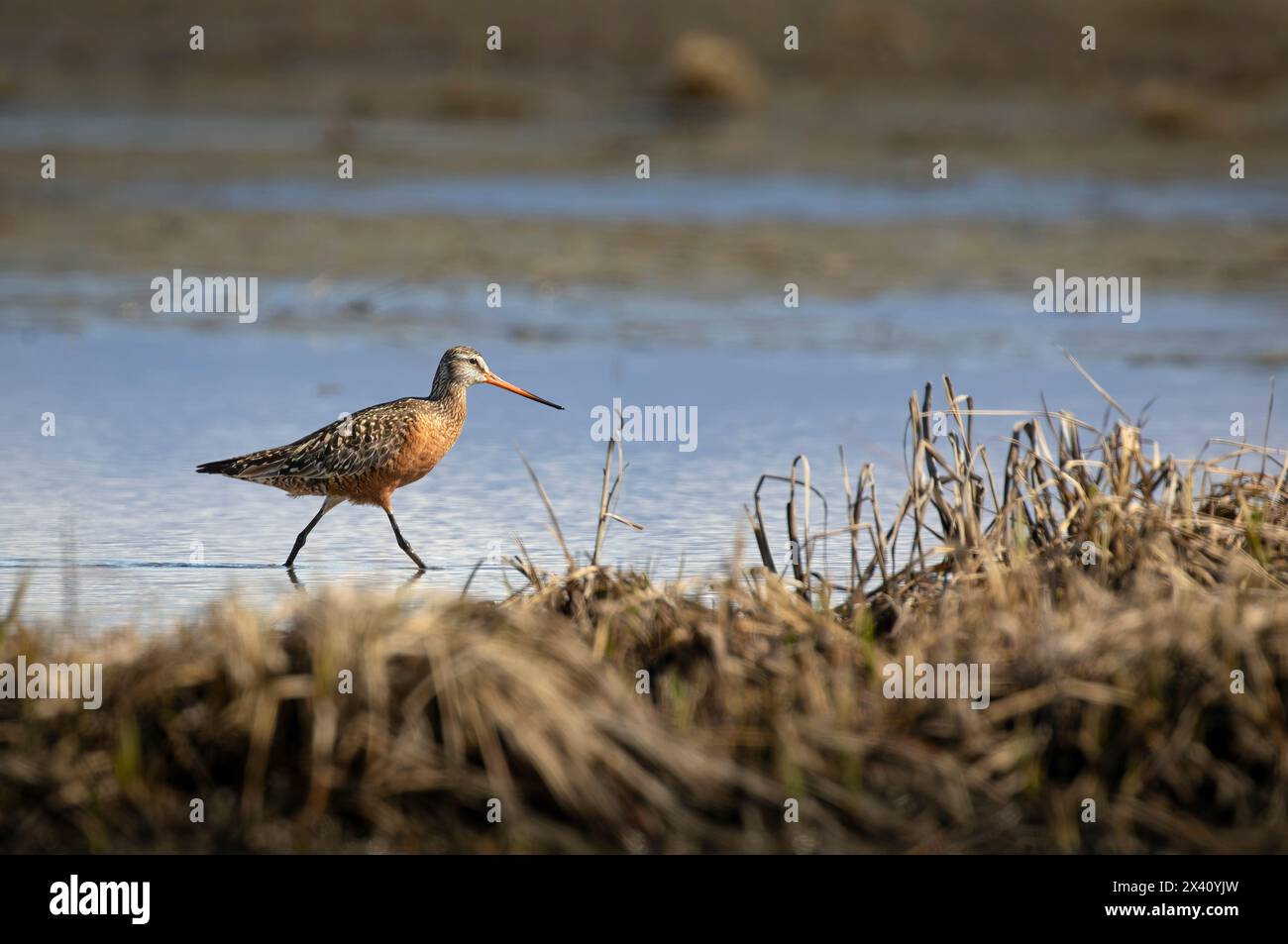 La divinità hudsoniana (Limosa haemastica) si forgia nel Susitna Flats State Game Refuge dell'Alaska centro-meridionale durante la migrazione primaverile a maggio. Il rifugio io... Foto Stock