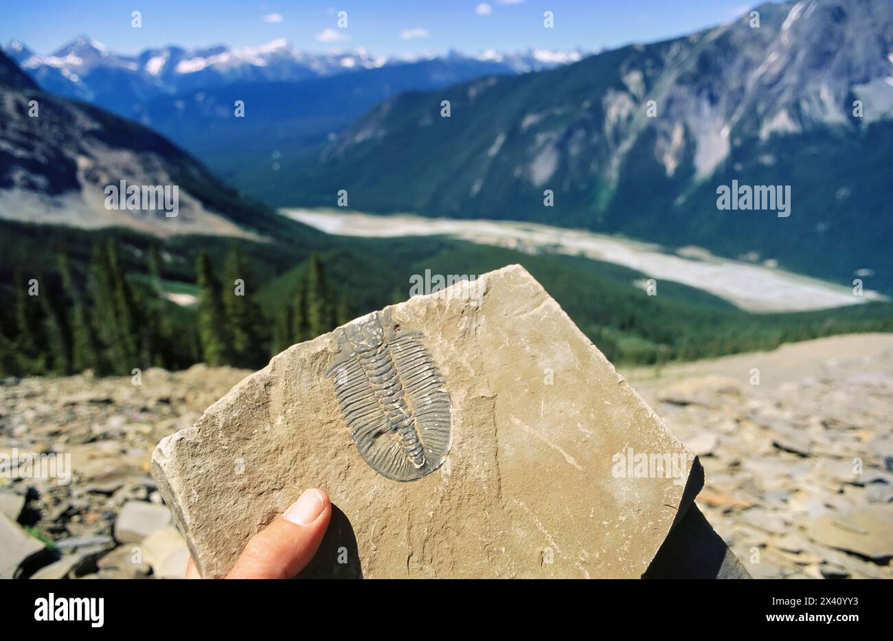 Fossili di trilobite trovati a Burgess Shale nel Parco Nazionale di Yoho, BC, Canada; Columbia Britannica, Canada Foto Stock
