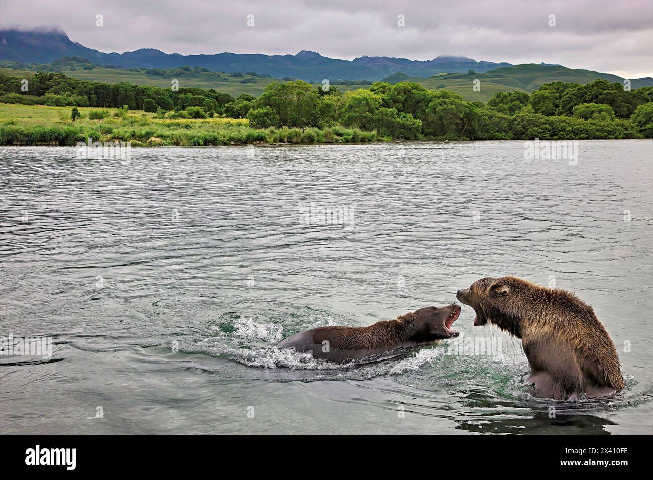 Orsi bruni (Ursus arctos) in competizione per il salmone nel lago Kuril, Kurilskoye Lake Preserve. Così tanti salmoni - rosa, chum, sockeye, coho, chinook, e m... Foto Stock