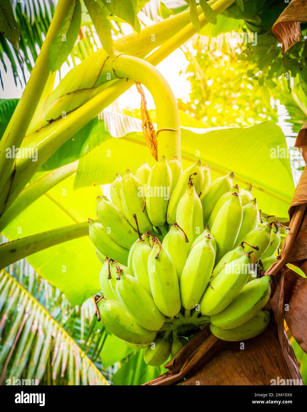 Immagine ravvicinata di un ramo di una pianta di banane con frutta Foto Stock