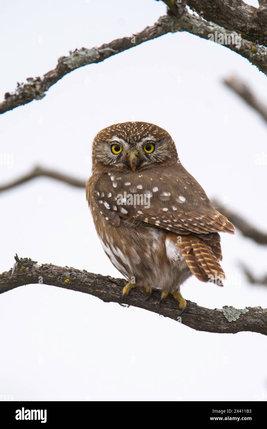 Gufo pigmeo ferruginoso, Glaucidium brasilianum, foresta di Calden, provincia di la Pampa, Patagonia, Argentina. Foto Stock