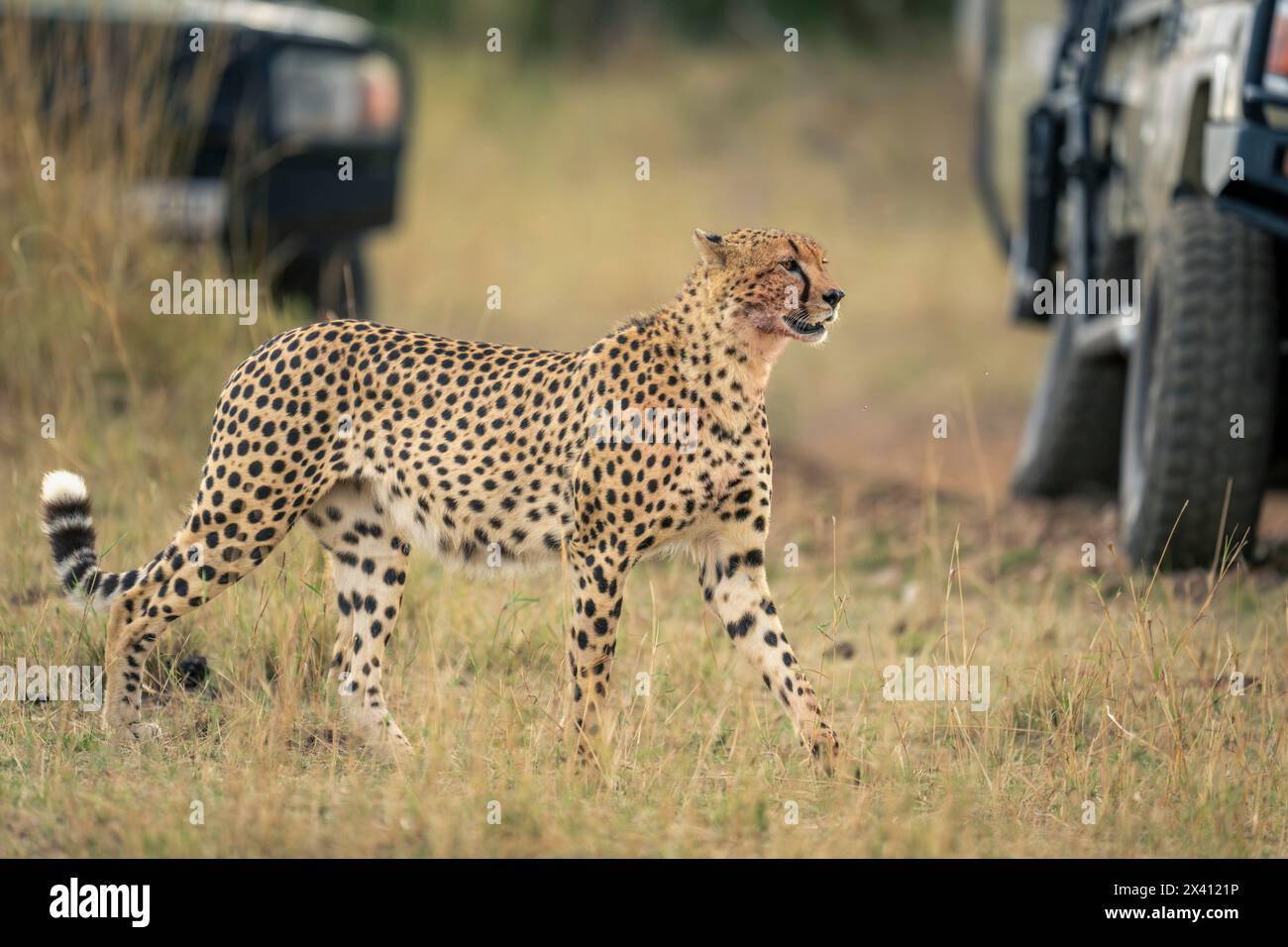 Cheetah (Acinonyx jubatus) passeggia davanti a due jeep sull'erba nel Parco Nazionale del Serengeti; Tanzania Foto Stock