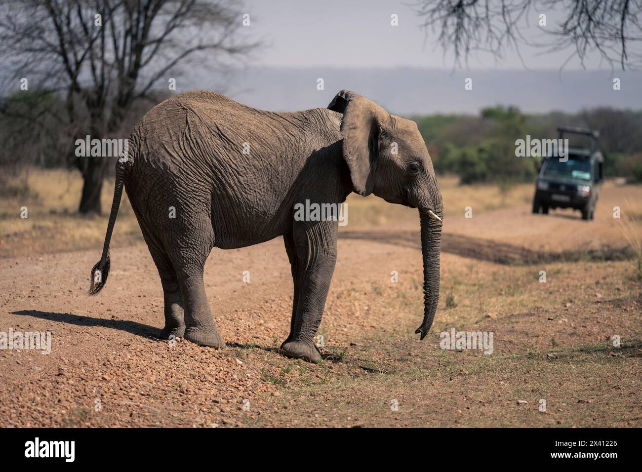 Elefante africano (Loxodonta africana) in piedi in pista vicino al veicolo safari nel Parco Nazionale del Serengeti; Tanzania Foto Stock
