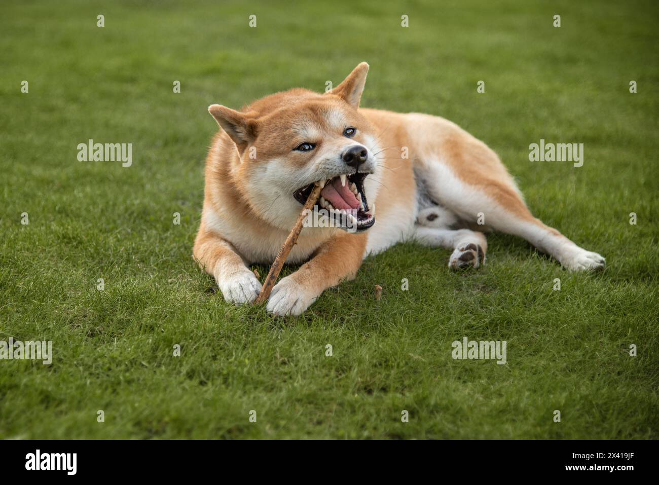 Il cane Shiba inu sta gnawing bastone di legno nel cortile posteriore Foto Stock