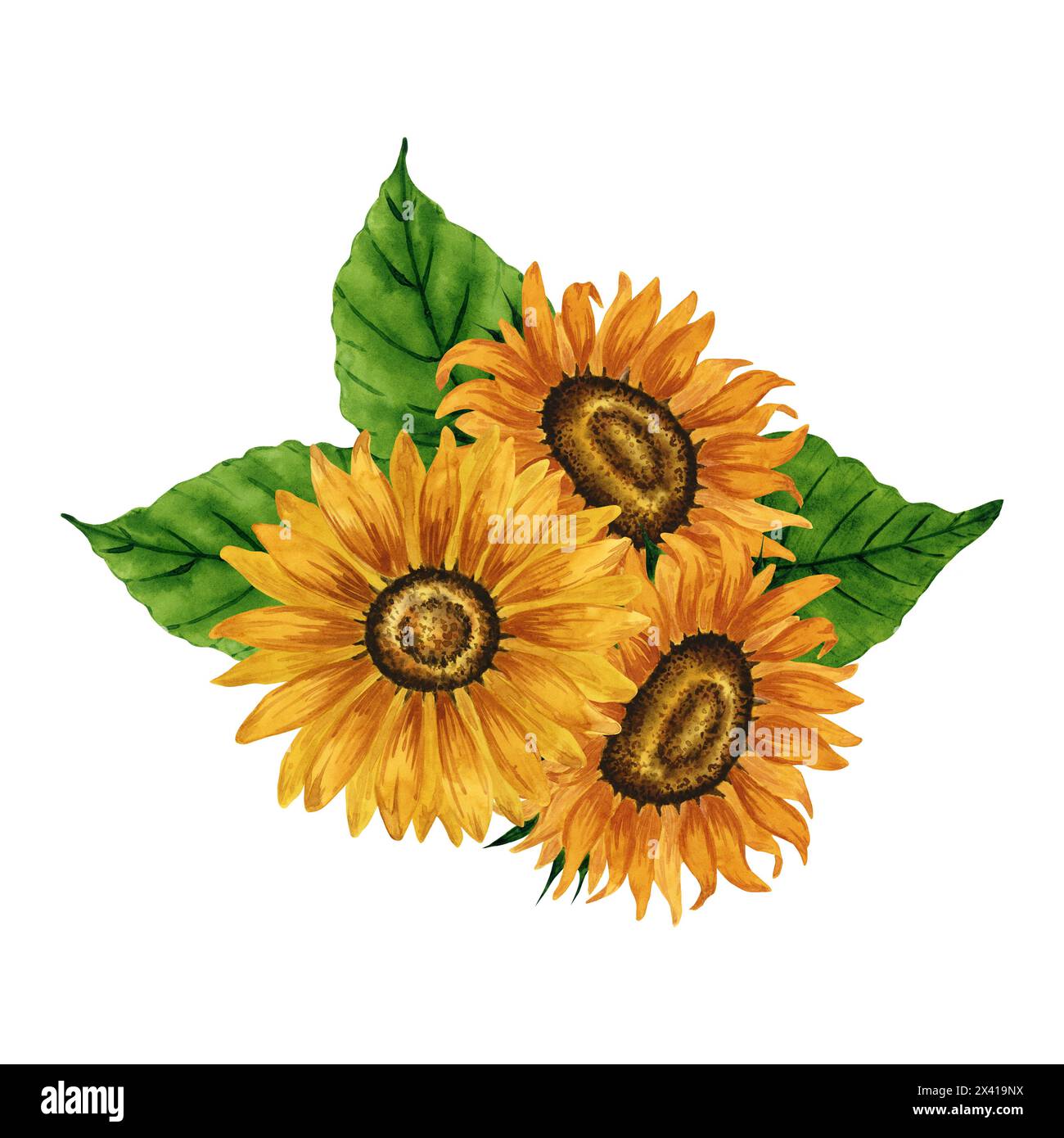 Bouquet di girasoli di acquerello, composizione floreale, composizione di fiori gialli. Illustrazione botanica disegnata a mano disegno dei fiori estivi. Fiore d'autunno Foto Stock