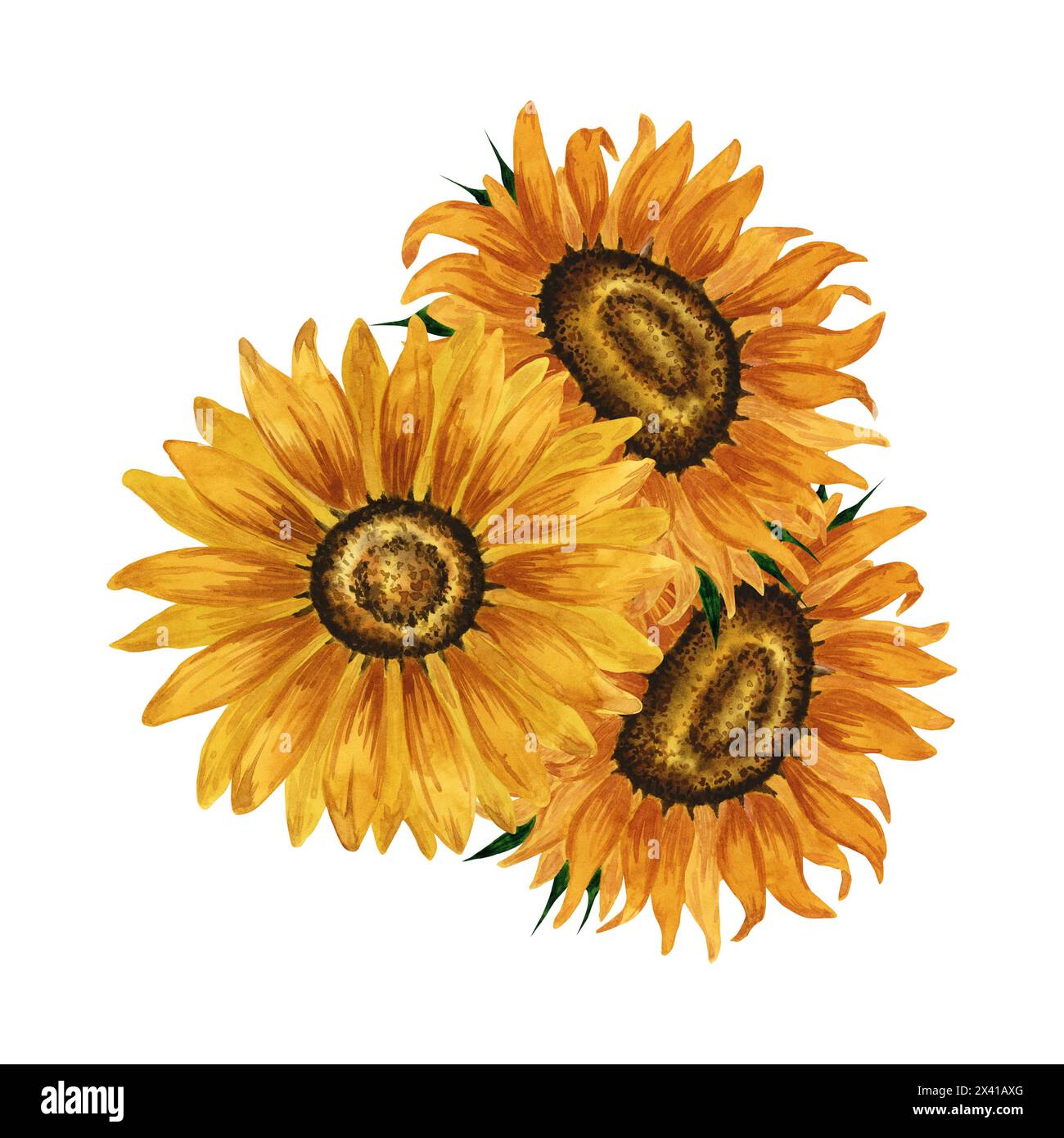 Bouquet di girasoli di acquerello, composizione floreale, composizione di fiori gialli. Illustrazione botanica disegnata a mano disegno dei fiori estivi. Fiore d'autunno Foto Stock