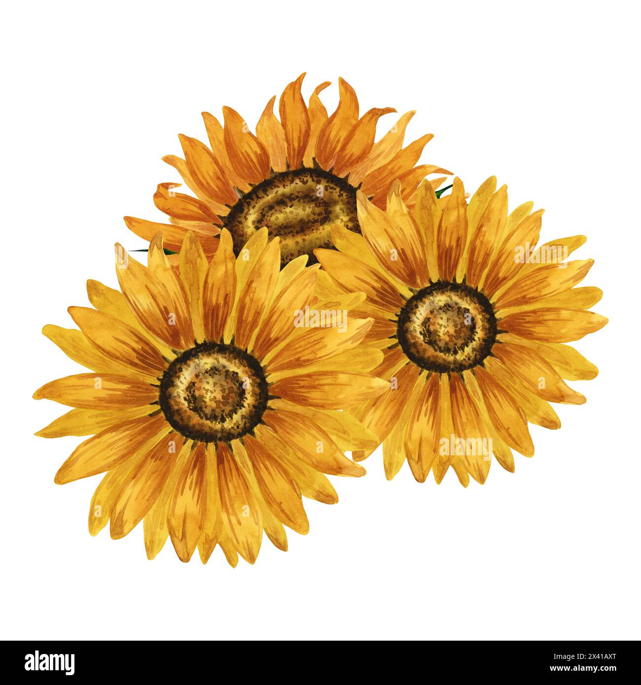 Bouquet di girasoli di acquerello, composizione floreale, composizione di fiori gialli. Illustrazione botanica disegnata a mano disegno dei fiori estivi. Fiore d'autunno Foto Stock