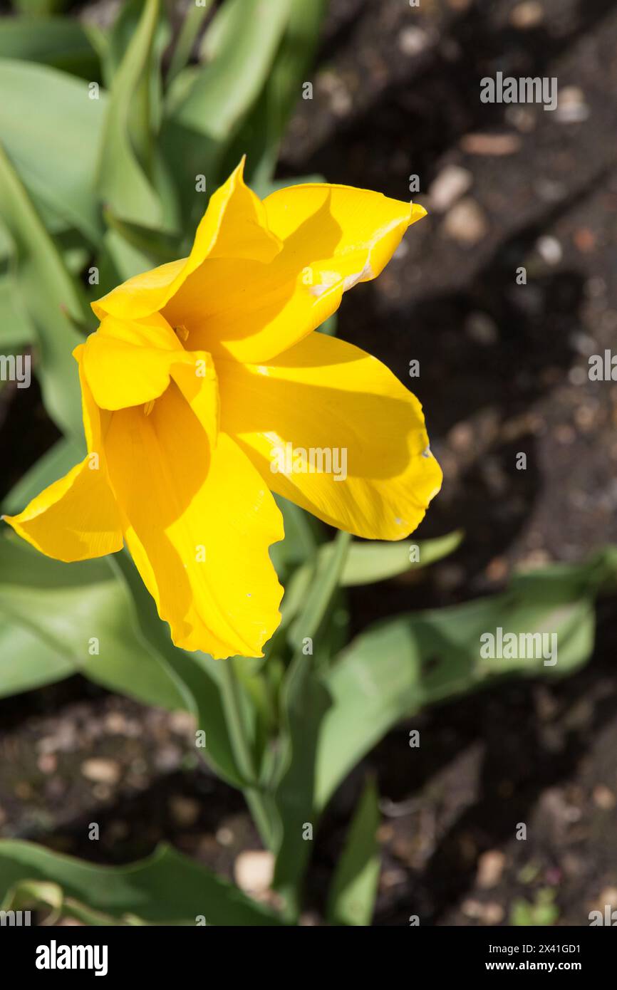 Primavera tulipano fiori Foto Stock