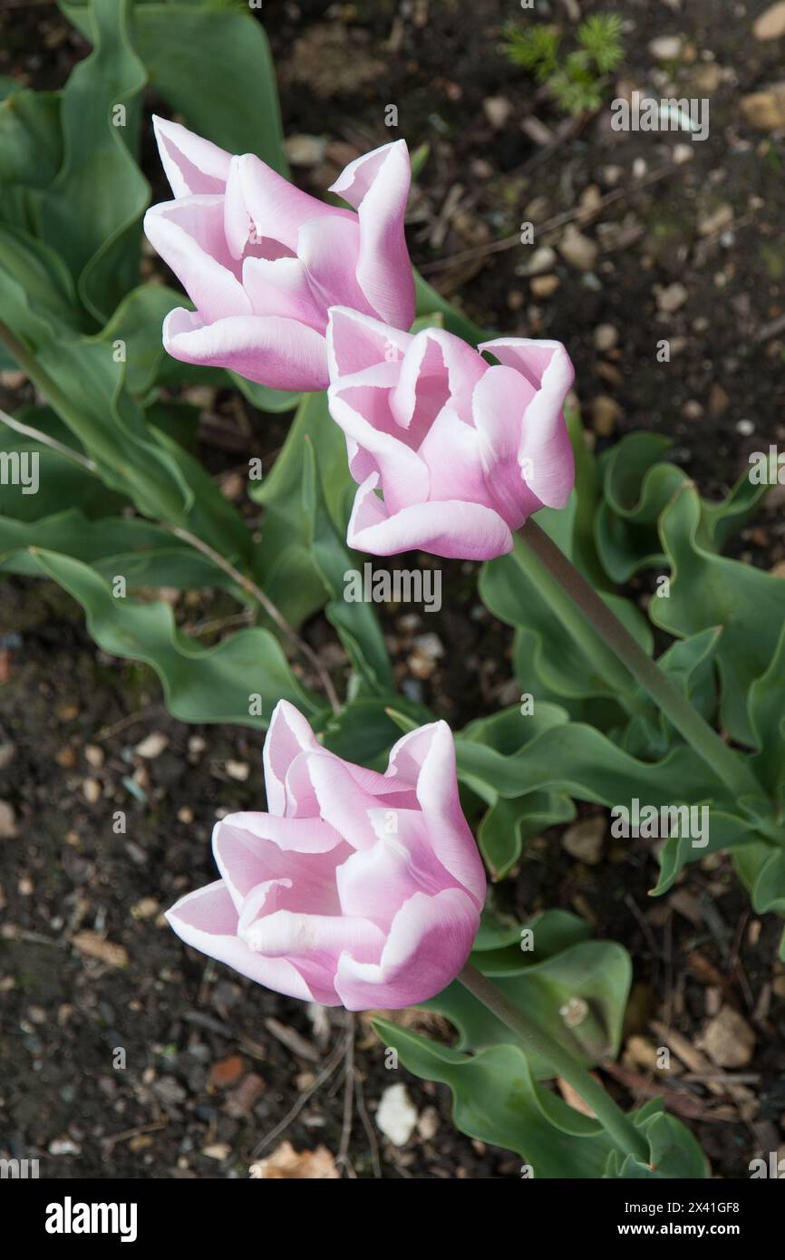 Primavera tulipano fiori Foto Stock