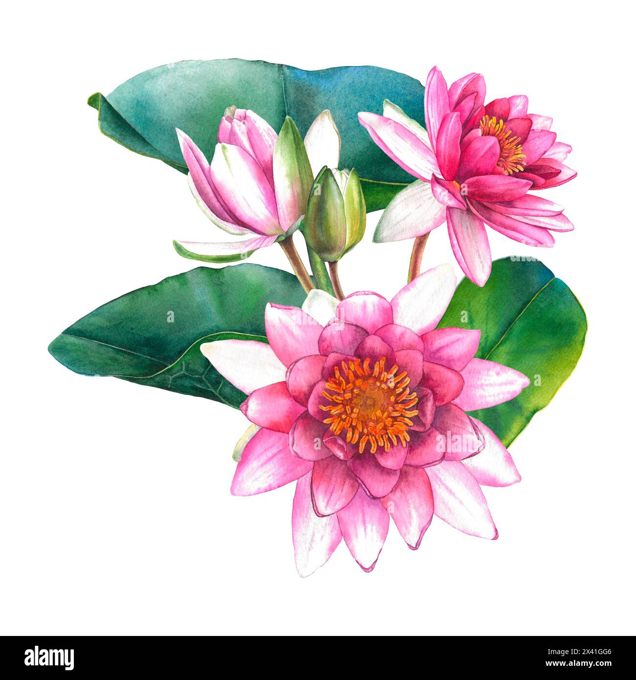 Fiori rosa e foglie verdi di ninfee. Illustrazione floreale ad acquerello disegnata a mano su sfondo isolato per biglietti d'auguri o inviti di nozze Foto Stock