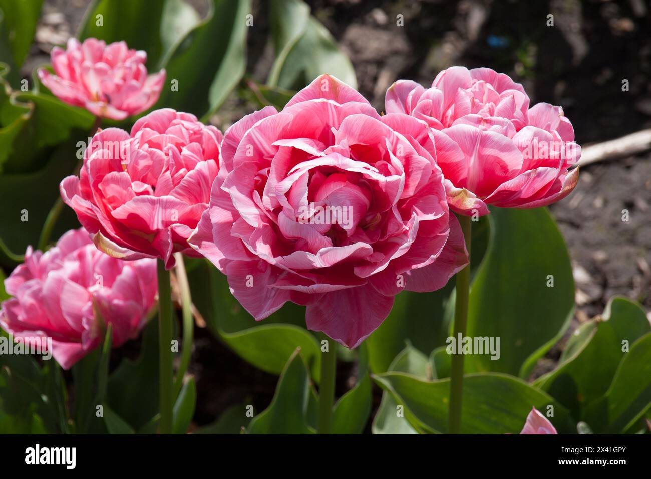 Primavera tulipano fiori Foto Stock
