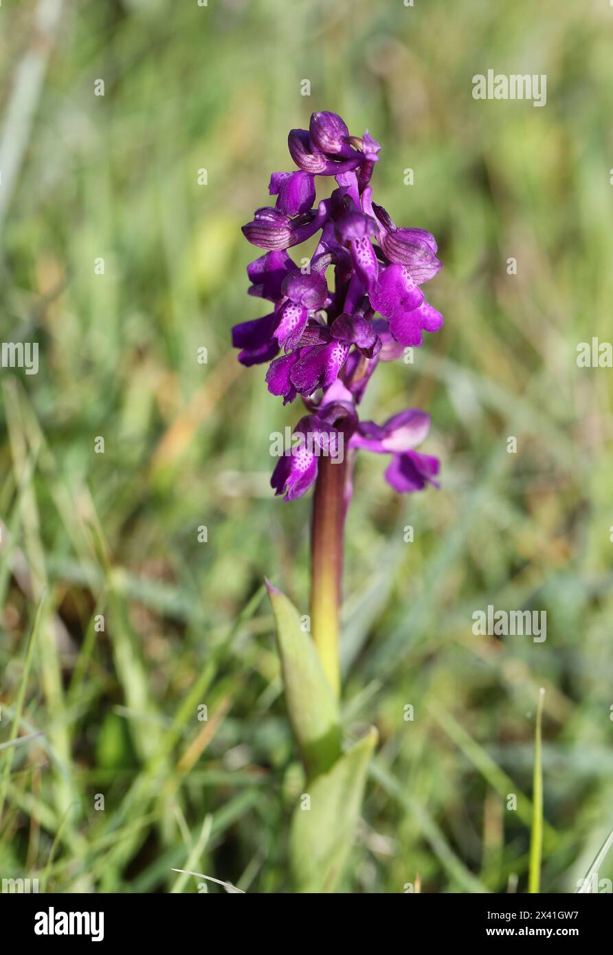 Orchidea alata verde o orchidea a venatura verde, Anacamptis morio (Orchis morio), Orchidaceae. Bernwood Meadows, Oxfordshire, Regno Unito. Tipico fiore viola. Foto Stock