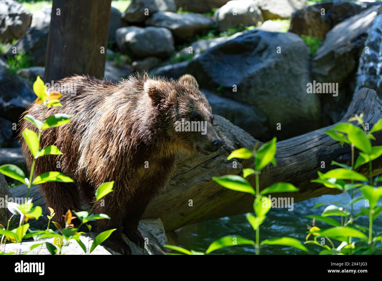Ritratto di un orso bruno Foto Stock