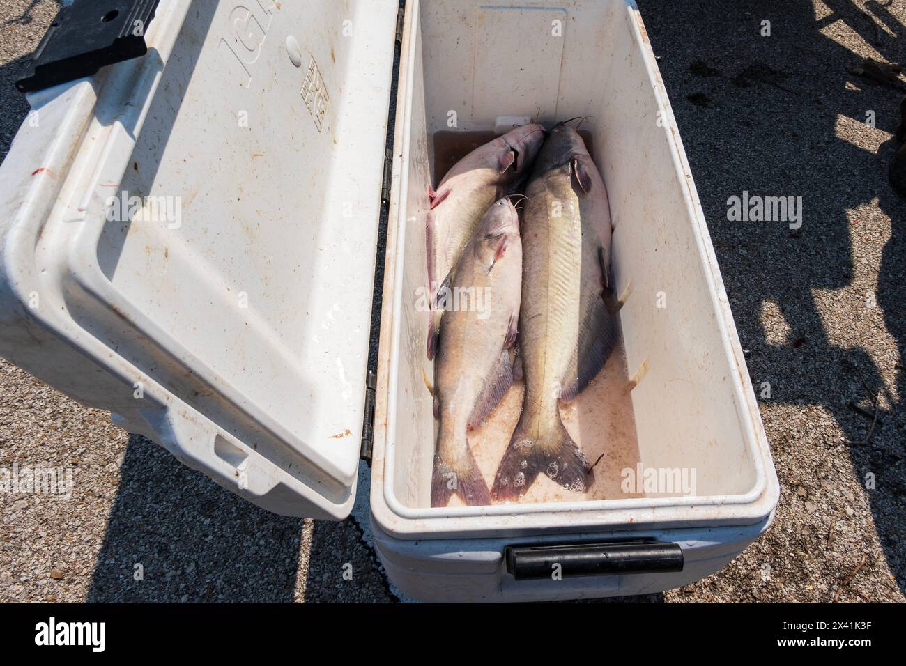 Tre grandi pesci gatto Bluecat, Ictalurus furcatus, che riposano in una cassa di ghiaccio pronto per essere pulito e sfilato dopo essere stato catturato in un lago. Oklahoma, Stati Uniti. Foto Stock