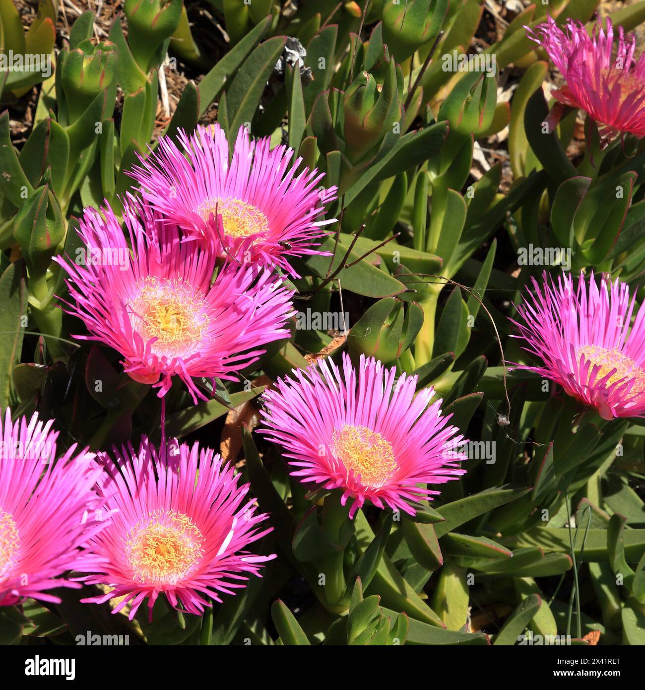 Fiore di Carpobrotus chilensis, fico di mare Foto Stock