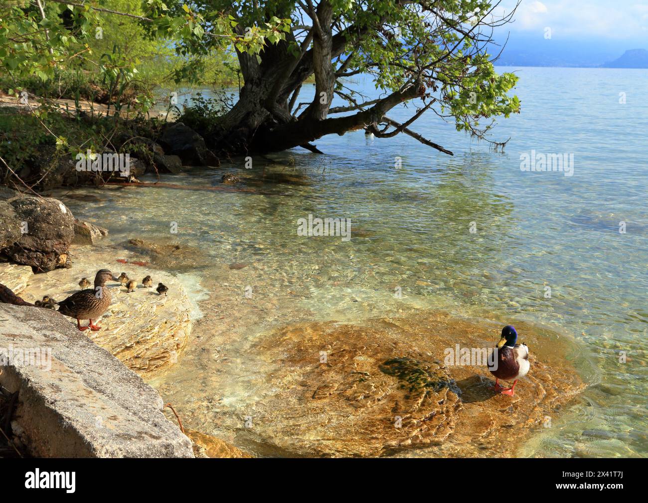 Mallard anatre e anatre selvatiche (Anas platyrhynchos) a Sirmione, Lago di Garda, Lago di Garda, Gardasee Foto Stock