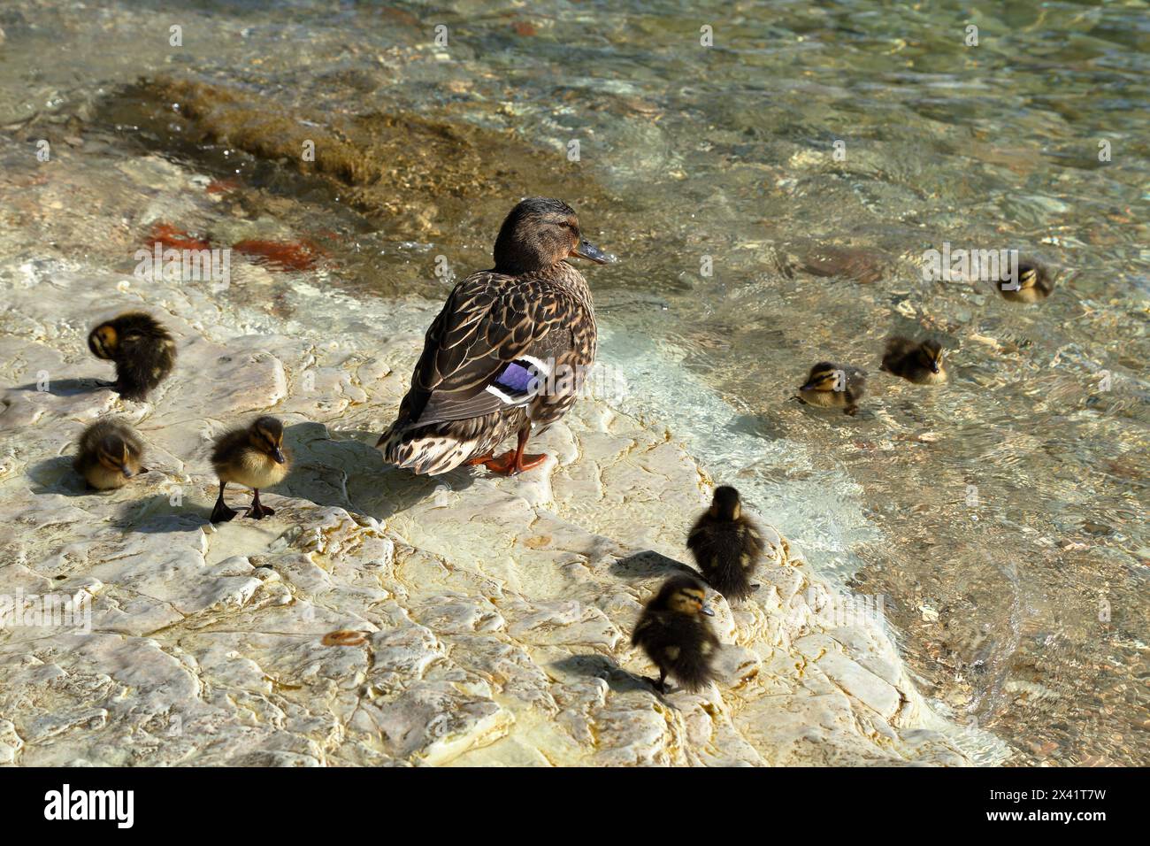 Anatre e anatre selvatiche di Mallard (Anas platyrhynchos), Lago di Garda, Italia Foto Stock