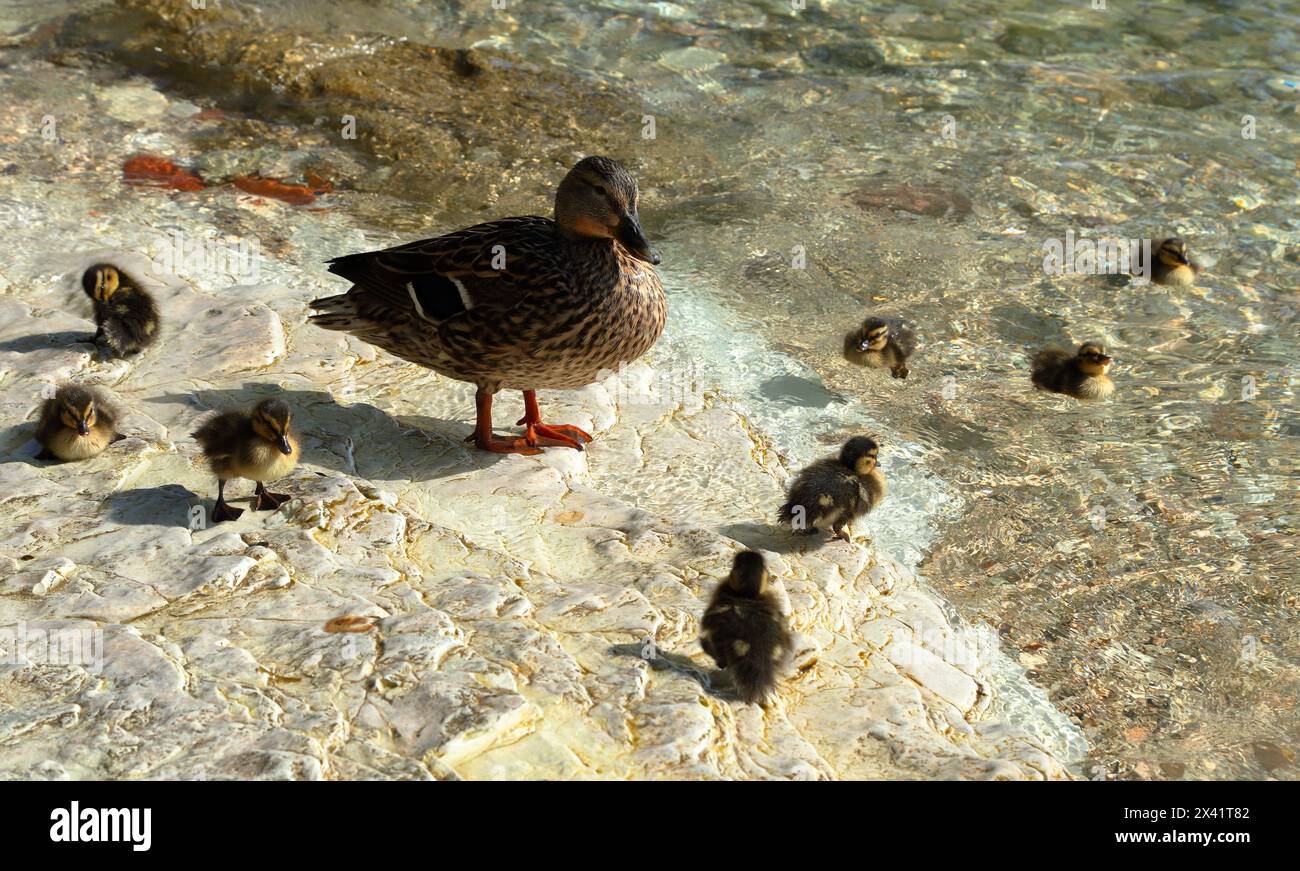 Anatre e anatre selvatiche di Mallard (Anas platyrhynchos), Lago di Garda, Italia Foto Stock