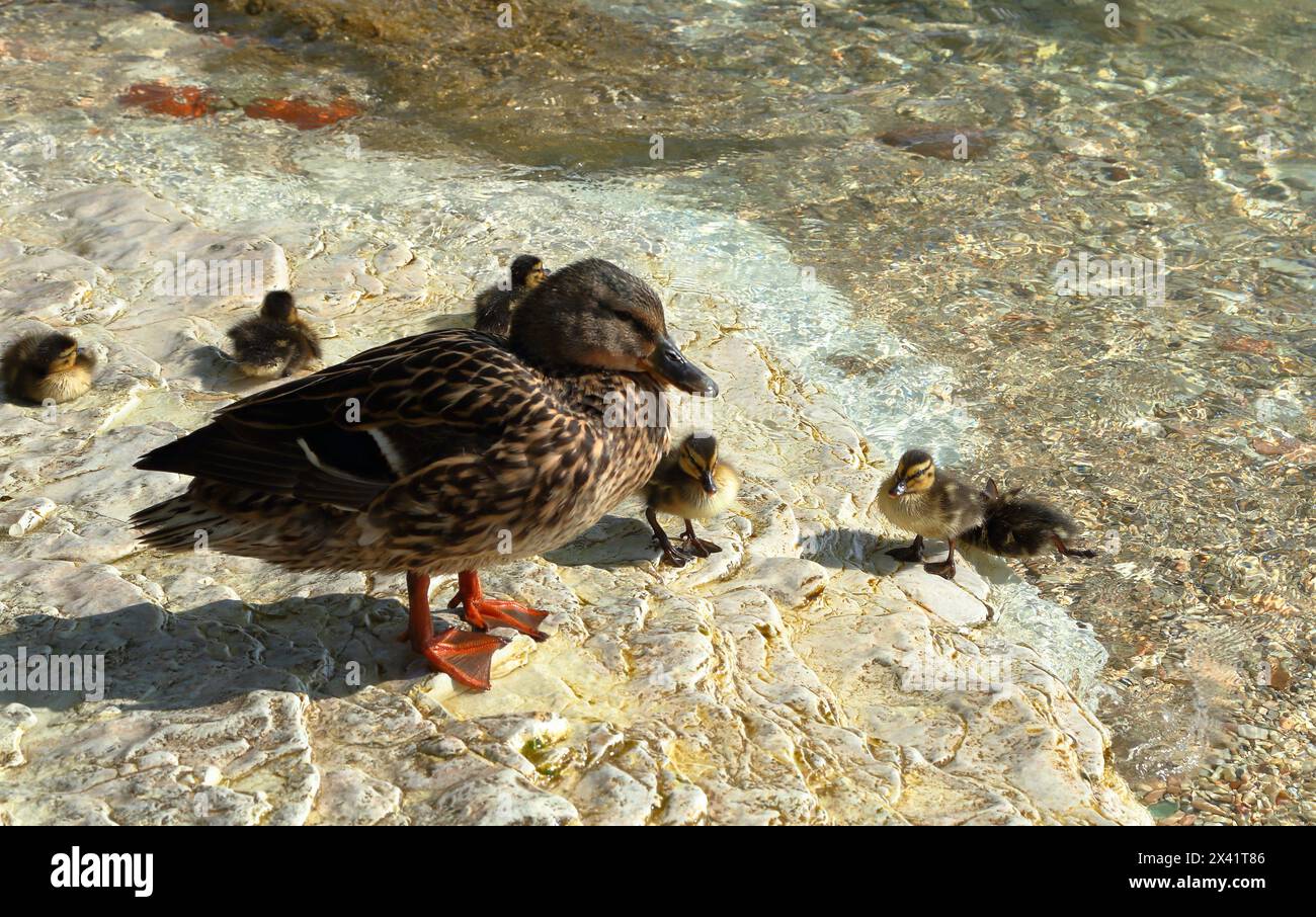 Anatre e anatre selvatiche di Mallard (Anas platyrhynchos), Lago di Garda, Italia Foto Stock