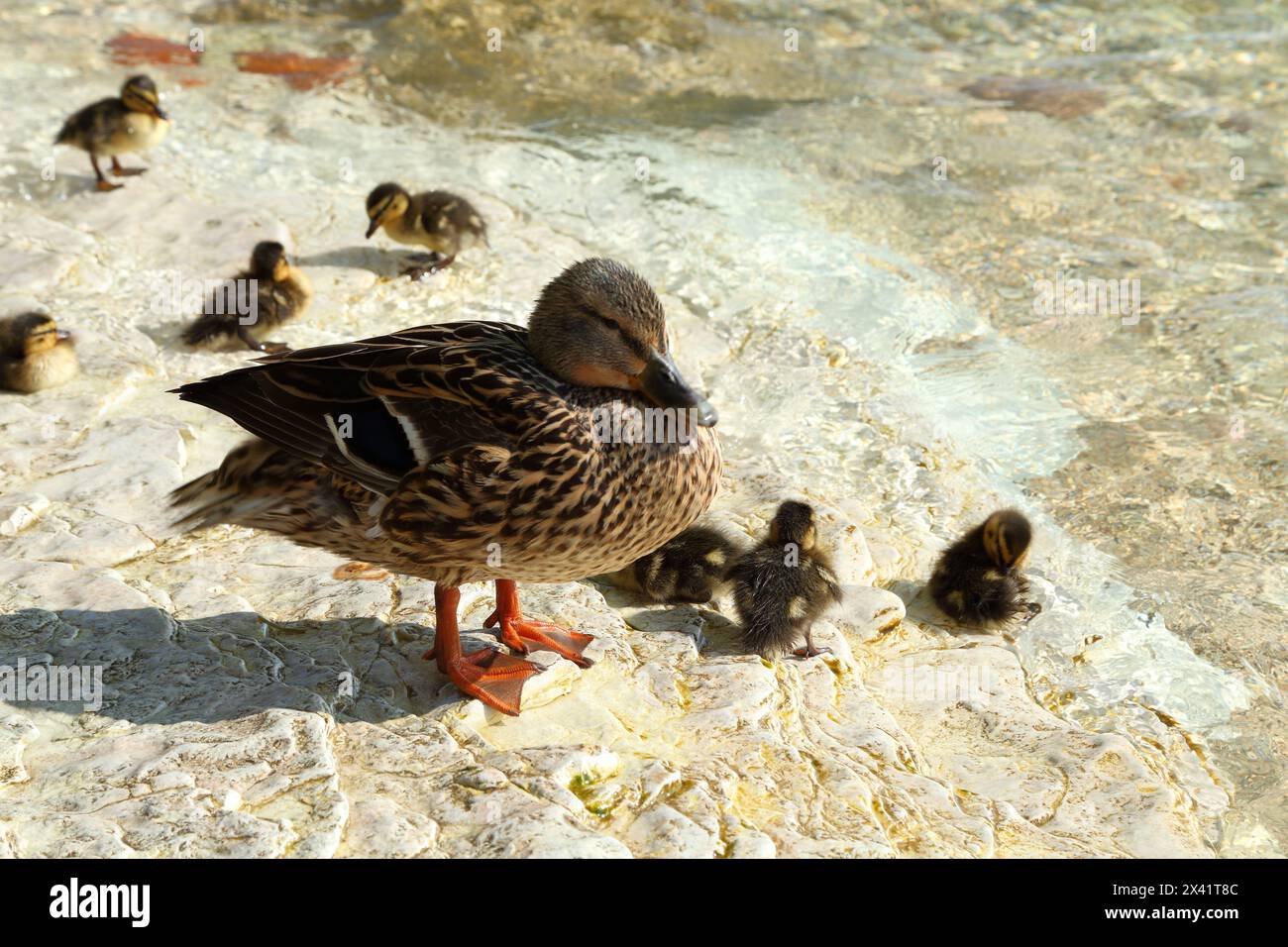 Anatre e anatre selvatiche di Mallard (Anas platyrhynchos), Lago di Garda, Italia Foto Stock