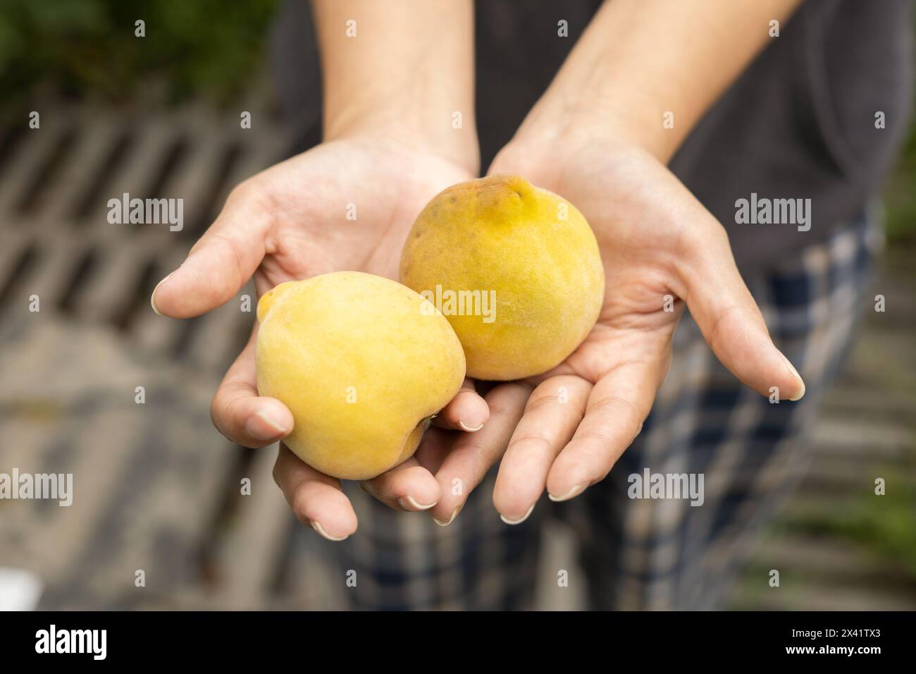 carta da parati delle mani di una persona che tiene in mano due deliziose pesche, raccogliendo frutta biologica e sana, cibo fresco Foto Stock