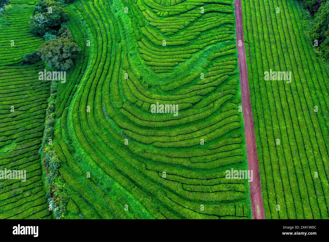 Isola di Sao Miguel, Azzorre, Portogallo. Piantagione di tè. Gorreana Foto Stock