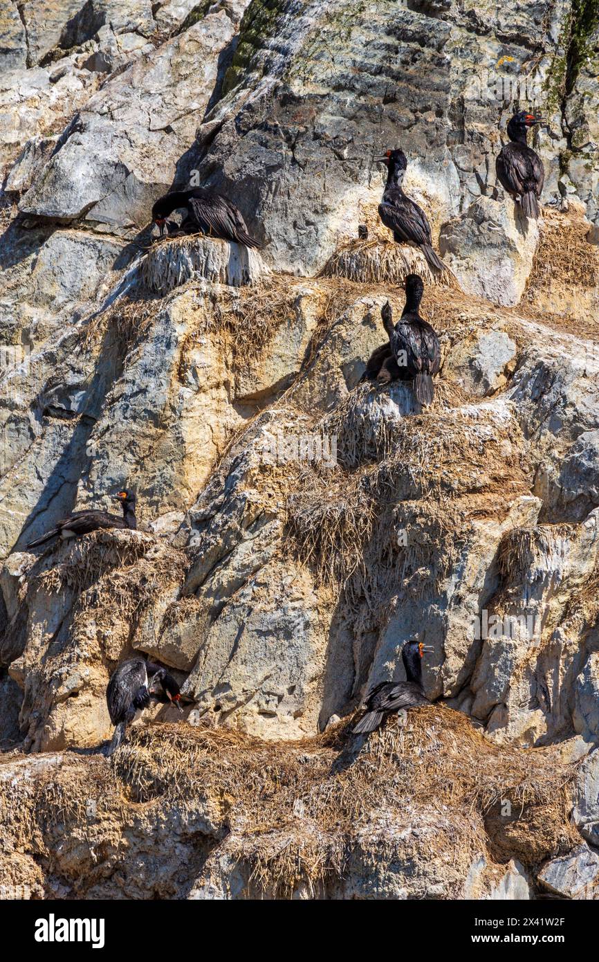 Cormorani di roccia, Isola dei Ponti, Ushuaia, Terra del fuoco, Argentina, sud America Foto Stock