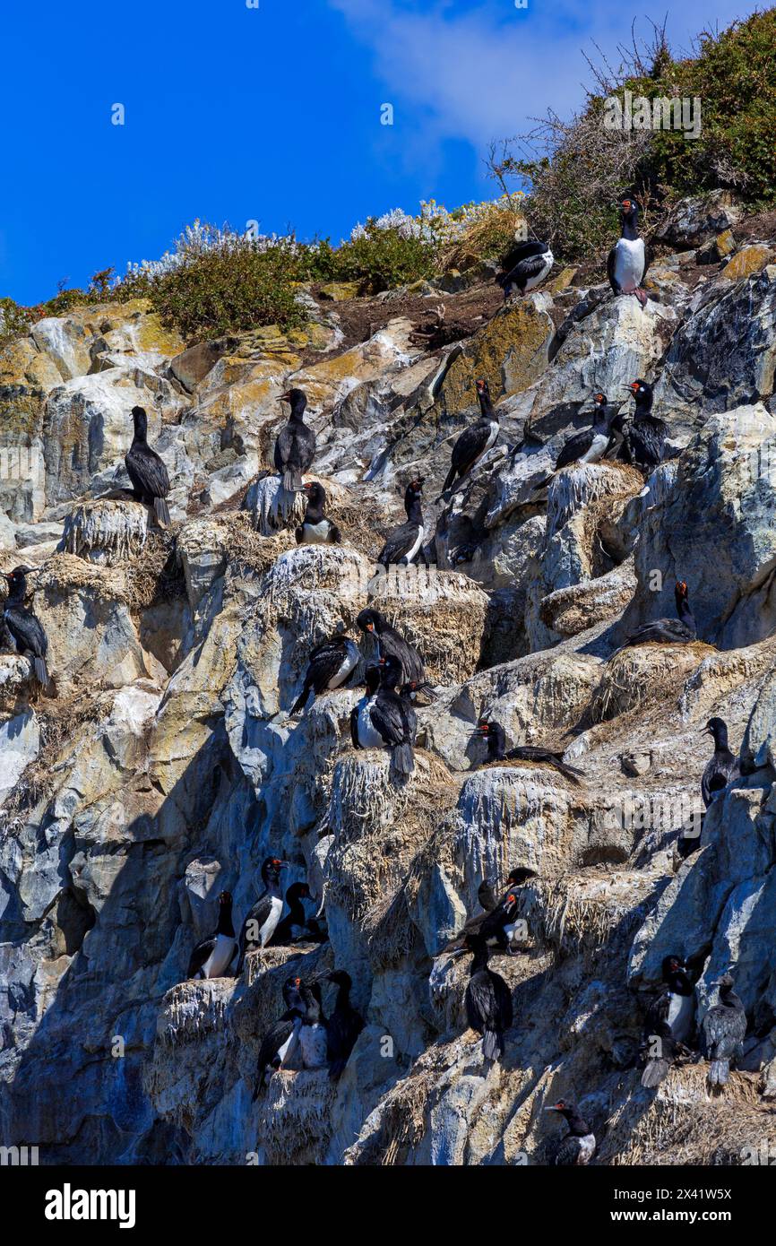 Cormorani di roccia, Isola dei Ponti, Ushuaia, Terra del fuoco, Argentina, sud America Foto Stock