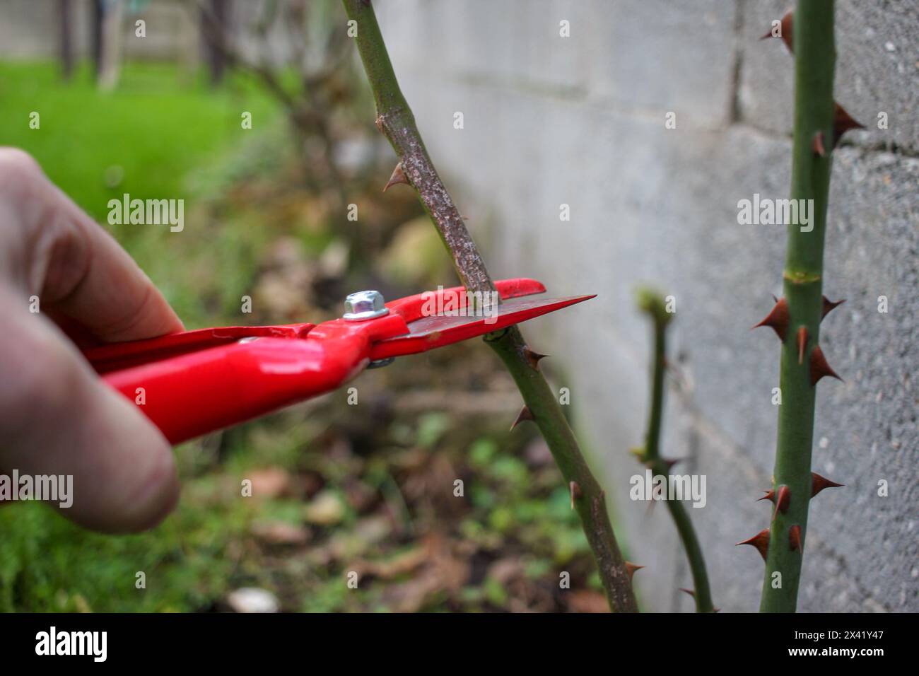 potare un cespuglio di rose in giardino in inverno Foto Stock