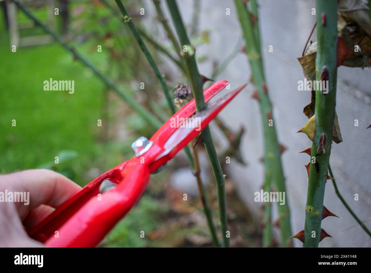 il piacere di potare cespugli di rose nel mio giardino Foto Stock