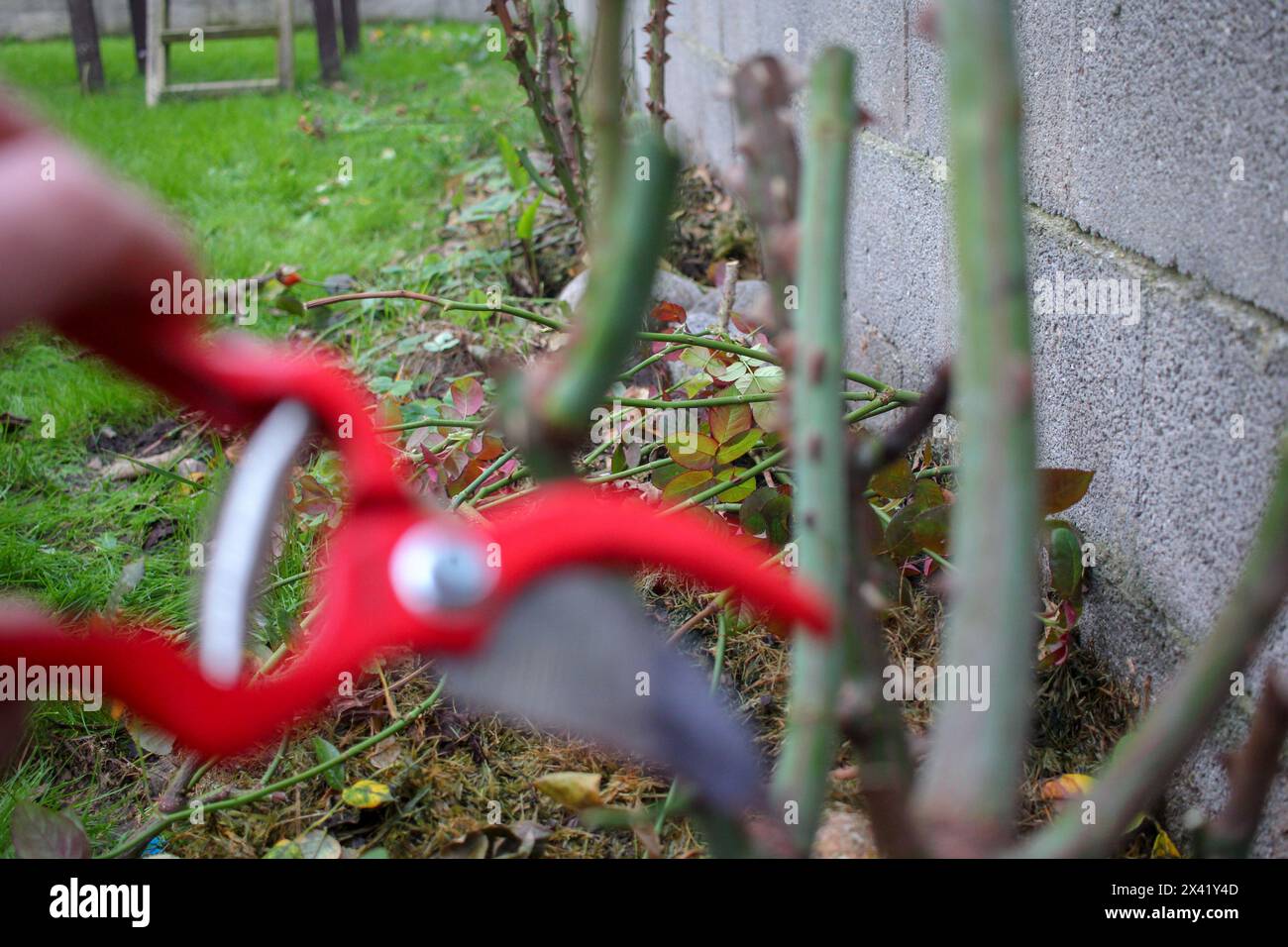 potare cespugli di rose in giardino con cesoie Foto Stock