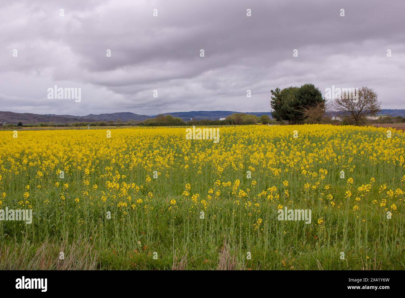 Paesaggio giallo sotto un cielo coperto in Una Limia in Spagna Foto Stock