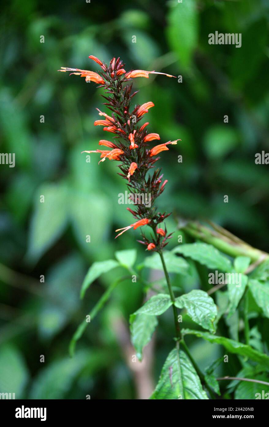 Pavón de montaña, Stenostephanus blepharorhachis, Justicieae, Acanthaceae. Fiori d'arancio nella Foresta nuvola di Monteverde, Costa Rica, America centrale. Foto Stock