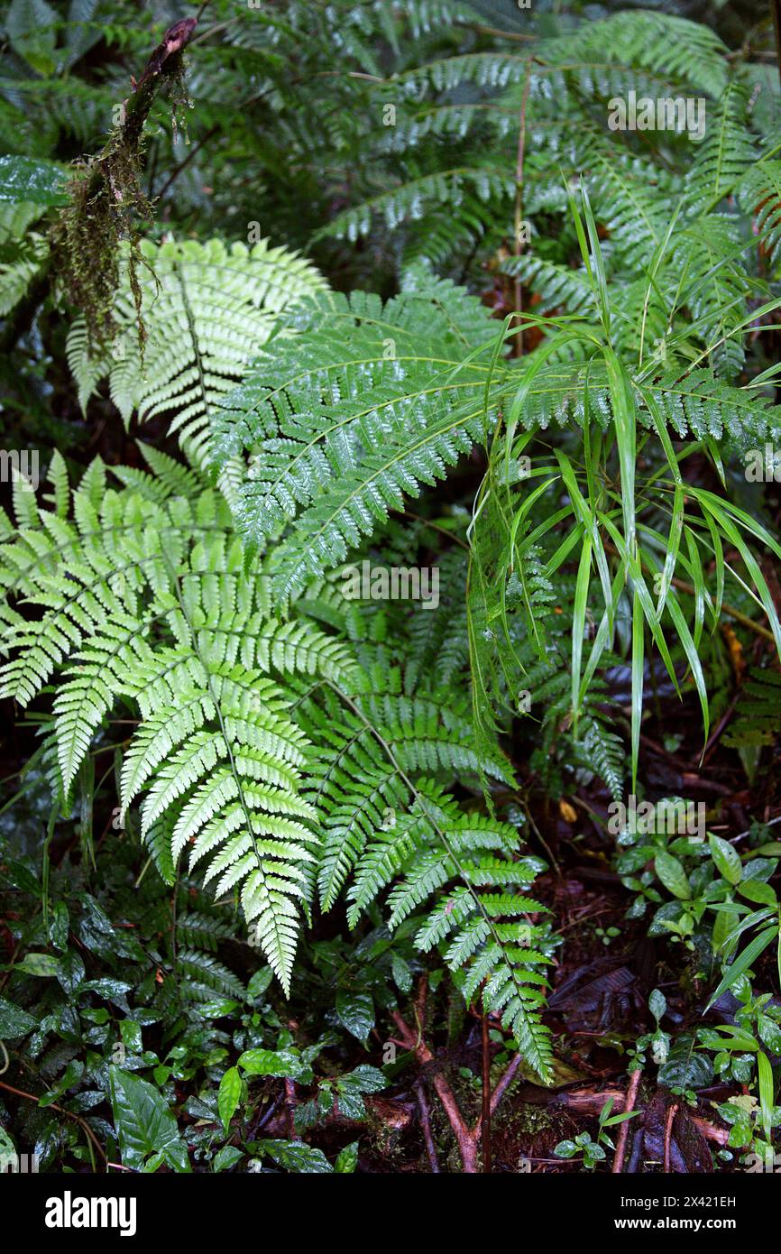 Due specie di felci della giungla che crescono fianco a fianco. Foresta pluviale di Monteverde, Costa Rica, America centrale. Foto Stock