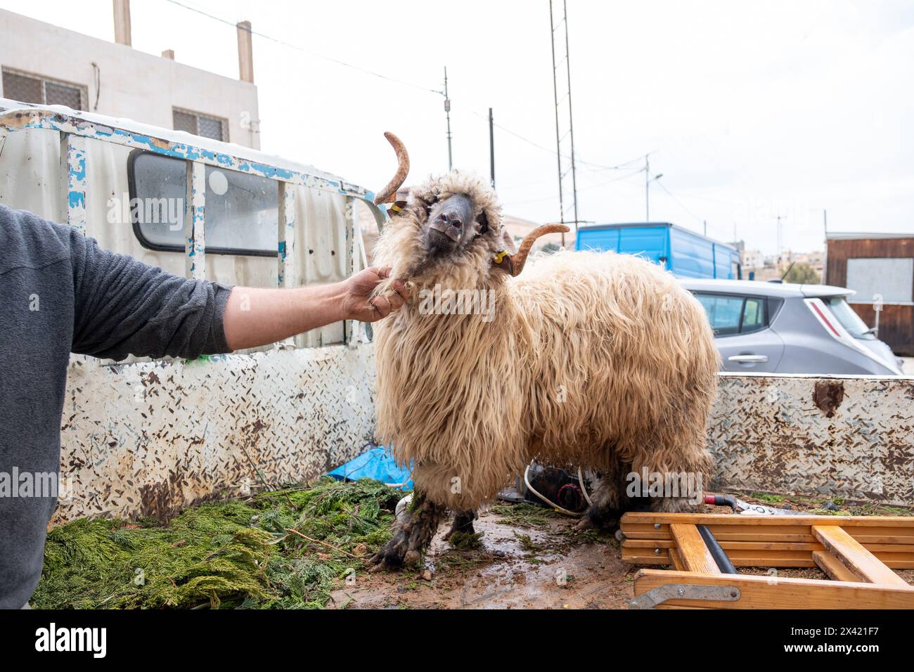 Vendere pecore per eid al adha Foto Stock