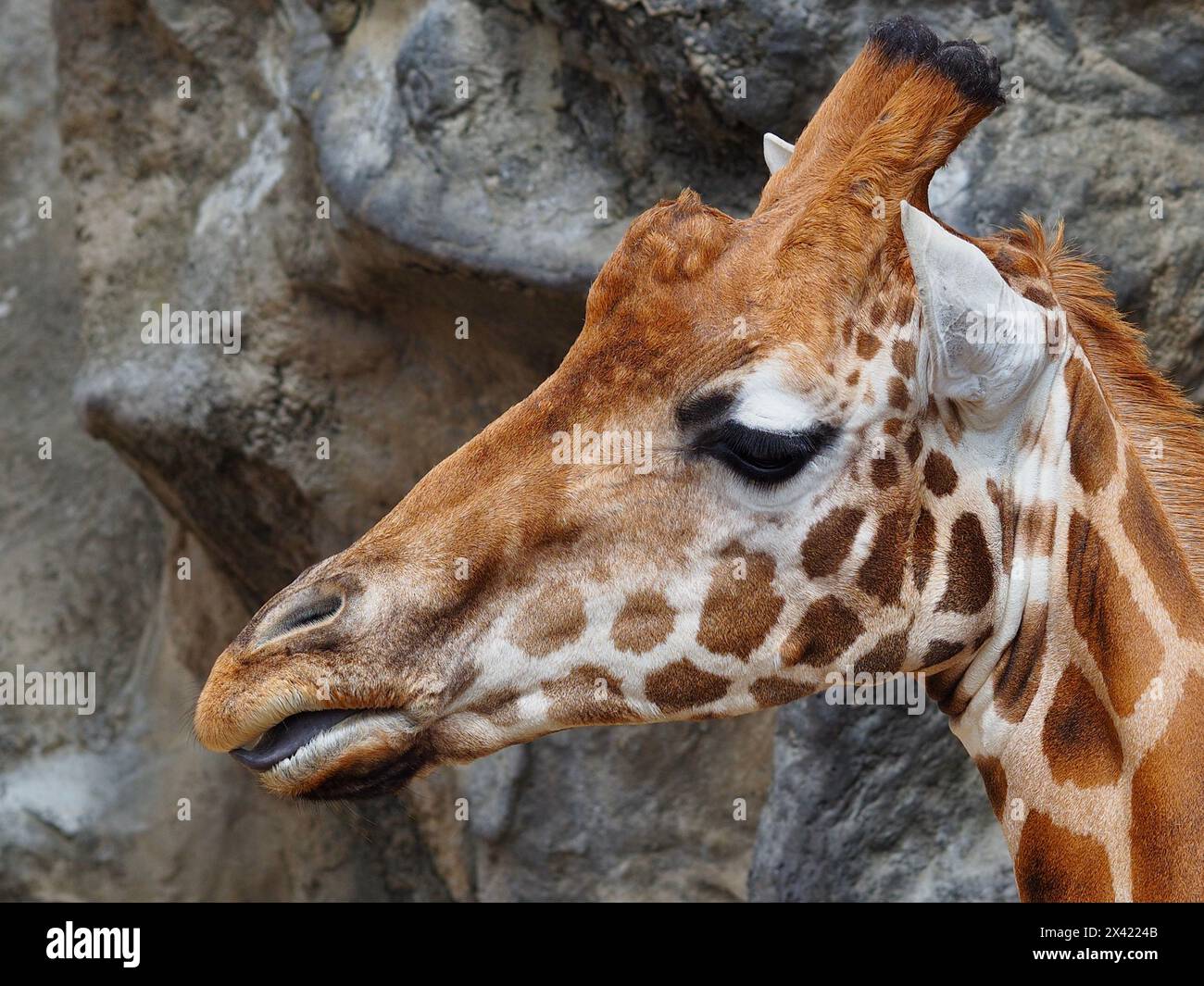 Un ritratto ravvicinato di una splendida e attraente giraffa con occhi luminosi e caratteristiche distintive. Foto Stock