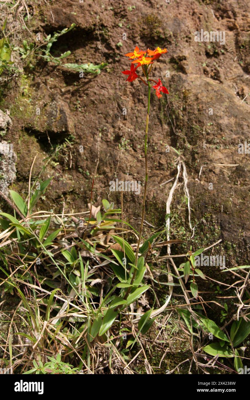 Arancia selvatica e Orchidea gialla, Orchidea bandiera spagnola, Epidendrum radicans, Orchidaceae. Monteverde, Costa Rica, America centrale. Foto Stock