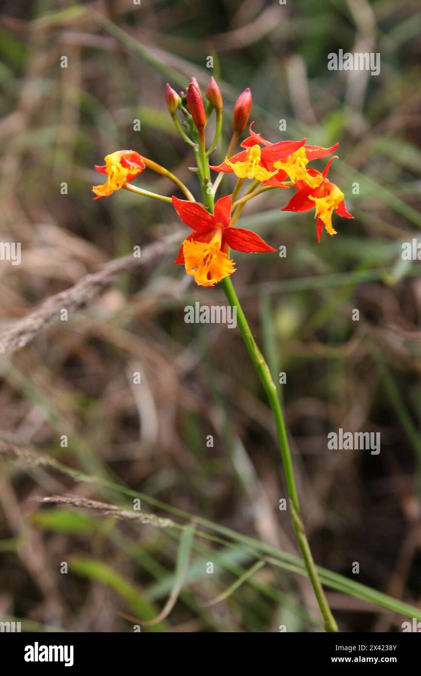 Arancia selvatica e Orchidea gialla, Orchidea bandiera spagnola, Epidendrum radicans, Orchidaceae. Monteverde, Costa Rica, America centrale. Foto Stock