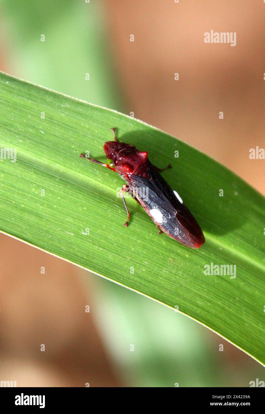 Froghopper, Spittlebug, Homoptera. Monteverde, Costa Rica, America centrale. Foto Stock